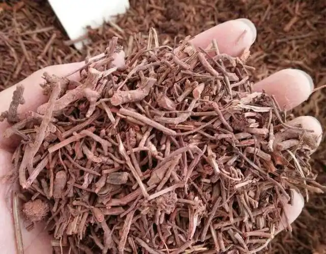 山里一种红根草药根茎有四条棱健胃止血效果好一斤能卖两百