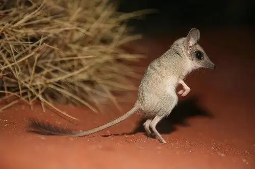 宠物鼠的种类(宠物鼠有哪些品种)