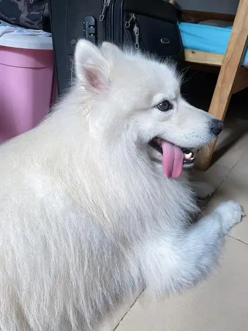 忘记收舌头的傻萨摩蠢萌蠢萌