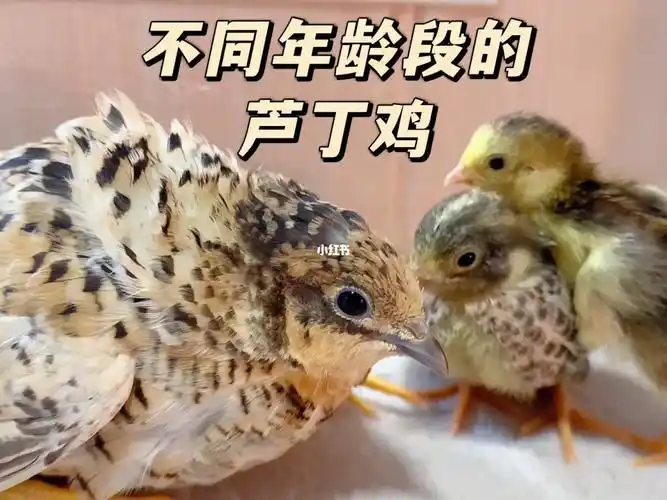 不同年龄段的芦丁鸡大中小鸡对比