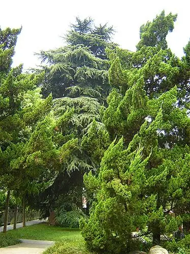 苍松翠柏寓意着先辈们壮志不倒,英魂永存!