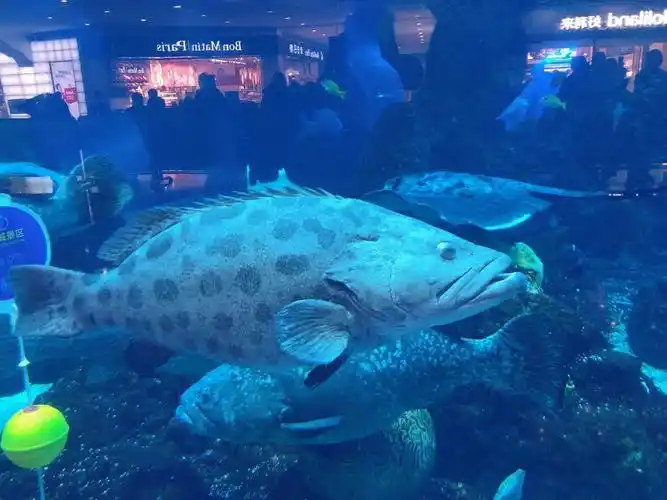 成都海滨城浩海立方海洋馆6969亲子游