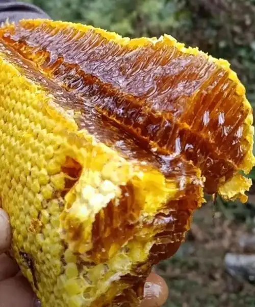 【买一送一】深山野生土蜂蜜百花蜜纯天然农家自产鸭脚木蜜