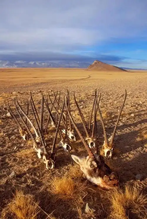 如今,藏羚羊种群已经得到有效的恢复,而图中这堆藏羚羊被猎杀后留下的