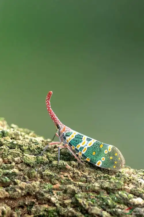 拍鸟的副产品--长鼻蜡蝉【祝贺老师佳作荣获首页精华】
