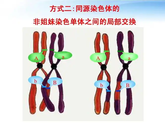 生物变异的来源复习用答案ppt_word文档在线阅读与下载_无忧文档