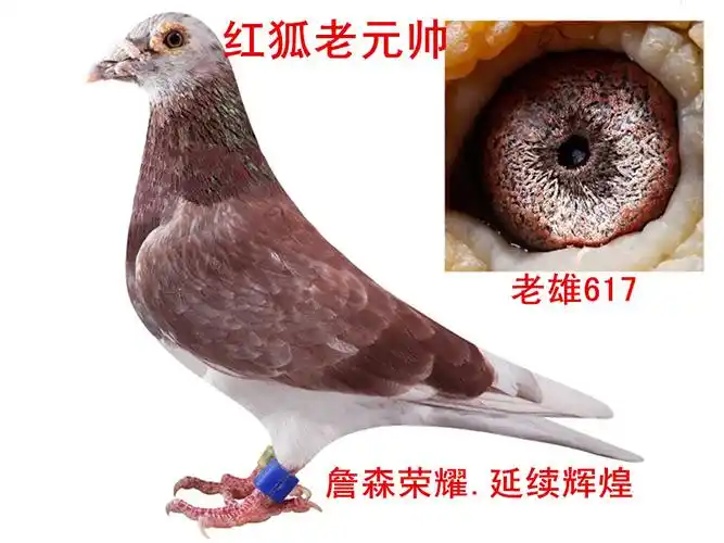 红狐老元帅_皇后家园_ ag188.com爱鸽商城_中国信鸽信息网