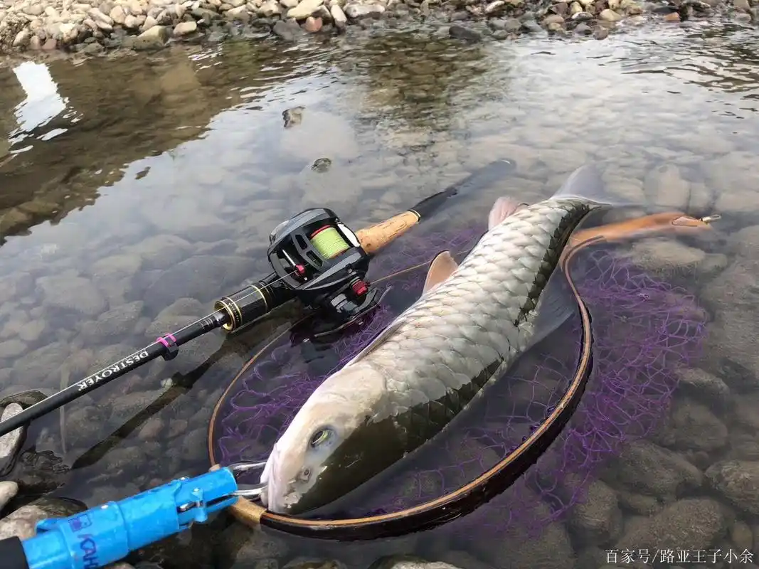 一批美美的路亚图片