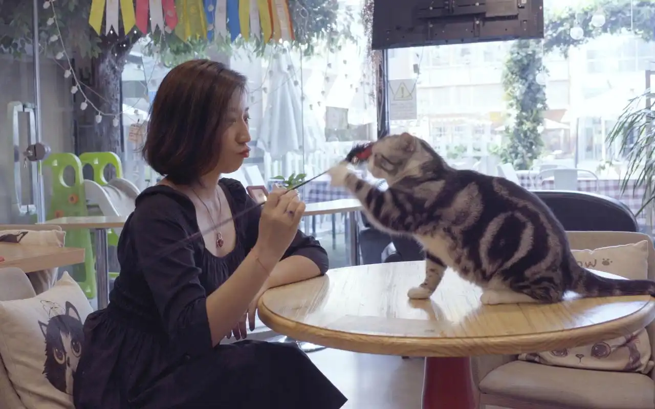 一只18岁的猫与美女主人的温情故事_哔哩哔哩 (゜-゜)つロ 干杯~-bili