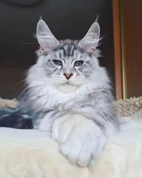 5个月#缅因猫  #缅因  #缅因库恩猫  #银虎斑缅因猫