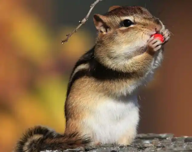 金花松鼠价格多少钱一只?吃什么食物?