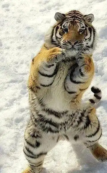 动物世界奇妙的巧合,实在太有趣了!忍不住发给你看看