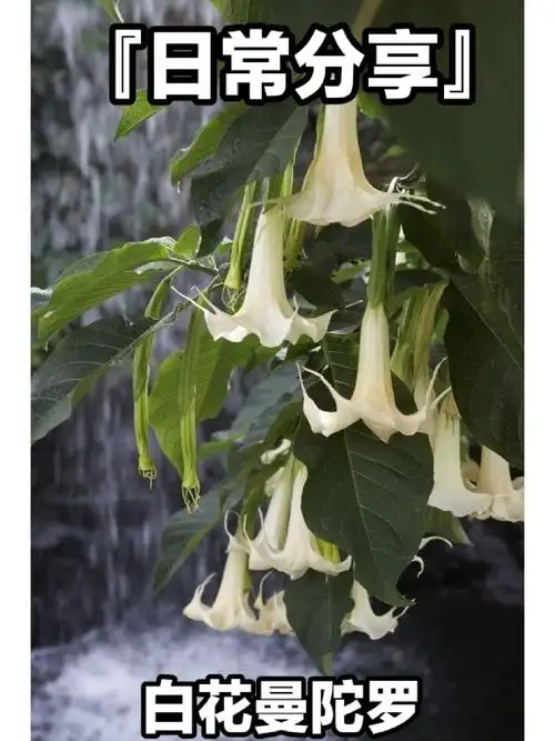 白花曼陀罗,全株有剧毒白色曼陀罗——情花,如用酒吞服,会使人发笑,有