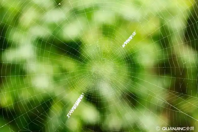 蜘蛛网
