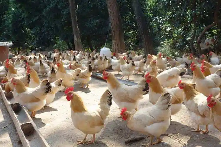 岑溪古典鸡 - 全州购县域商贸服务中心