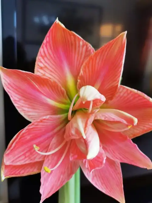 甜蜜女神.朱顶红