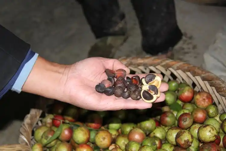 咸丰桐子园近2000亩油茶挂果种植户吃了定心丸
