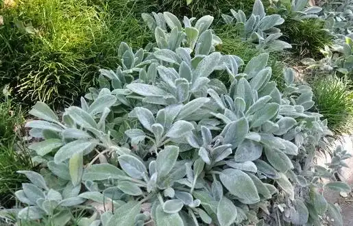 羊耳草的功效与作用 羊耳草的11大作用