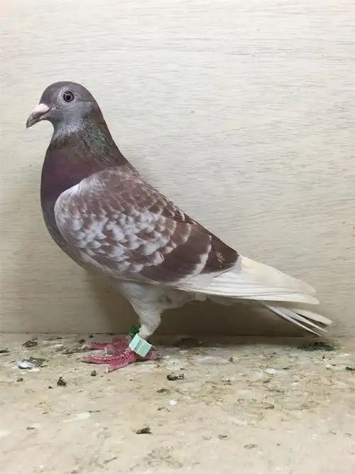 已售红鸽子广东黑马鸽舍吴少鹏17年宝奥公棚参赛鸽