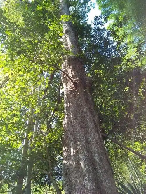 浮梁县林业局对西湖乡磻溪村两处楠木群进行认定