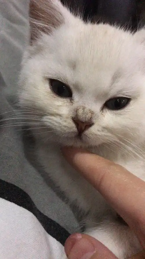 求助猫猫鼻头这个是猫癣么