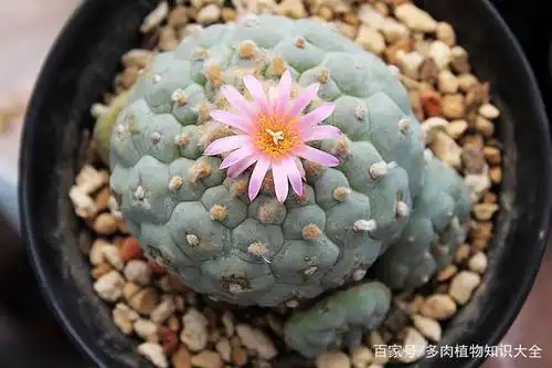 仙人球品种这么多,你会选择在阳台养什么?