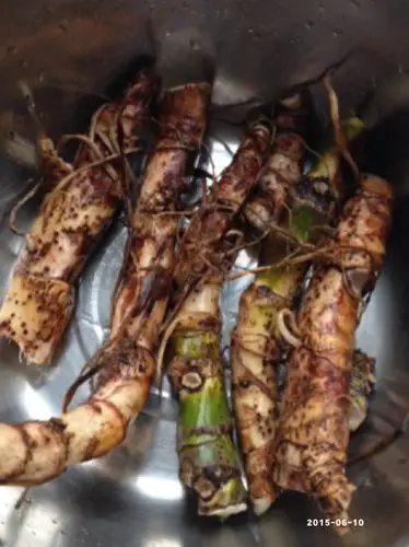 臭蒲可以煮水喝吗会不会中毒