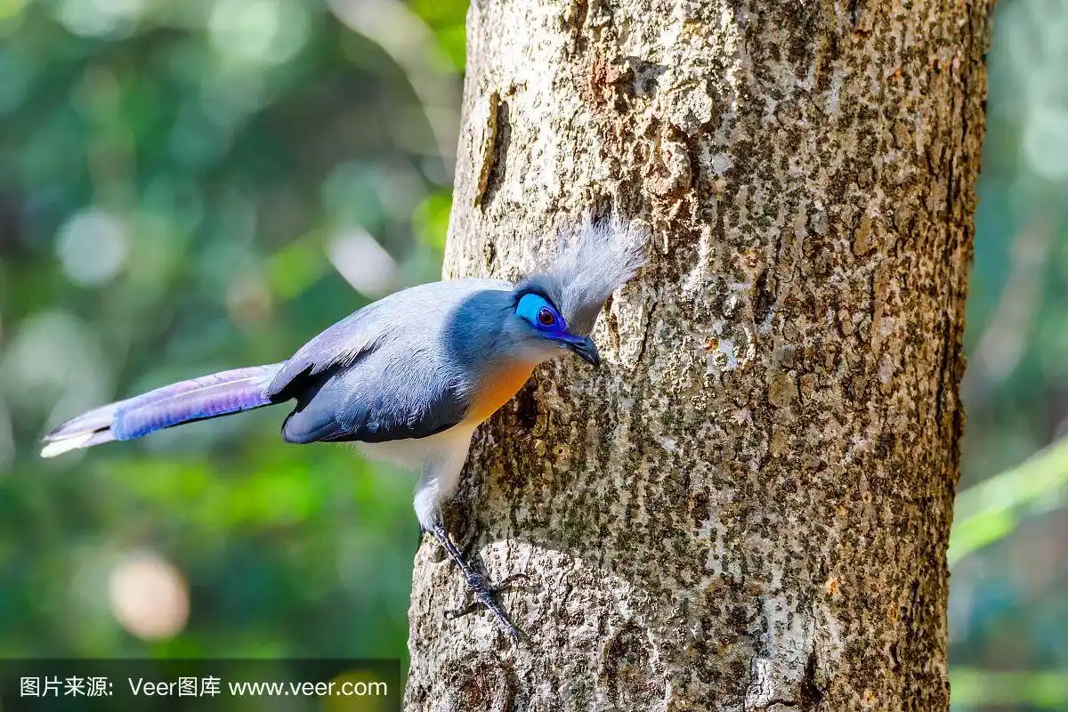 马达加斯加冠冠鸟(冠冠鸟)