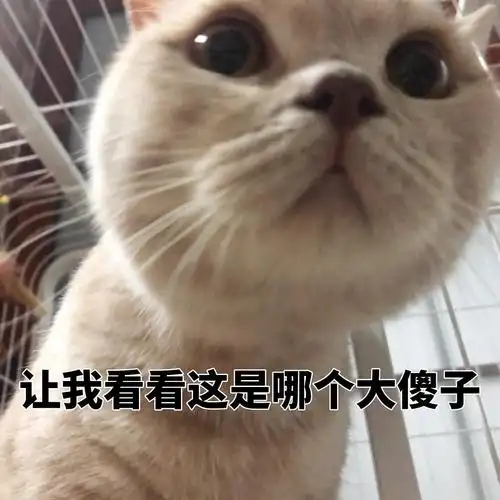 是我这个大傻子!