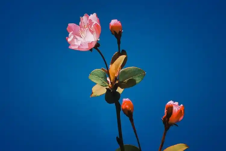 华为mate30pro记录冬天里的海棠花