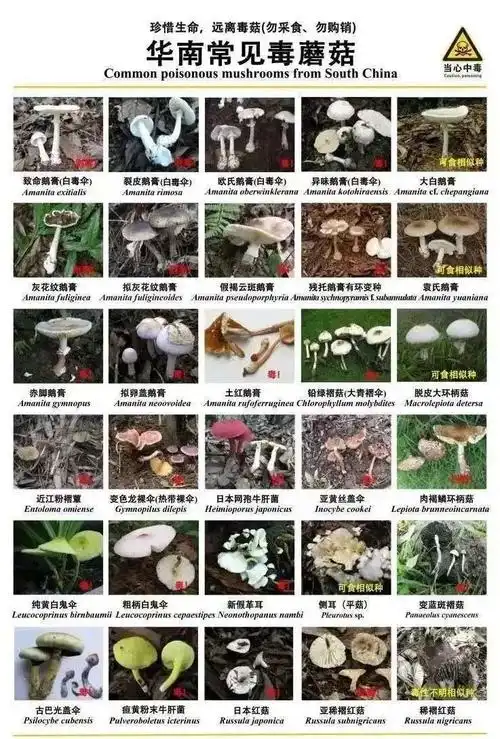 小心这种毒物一家四口误食致肝损害