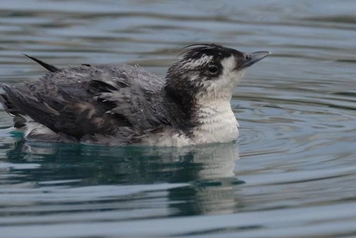 你见过企鹅上岸吗?扁嘴海雀上岸时的习惯和企鹅是一样的哦!