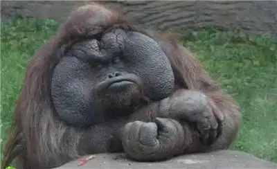 二,世界上最搞笑的笑话能把人笑哭精选