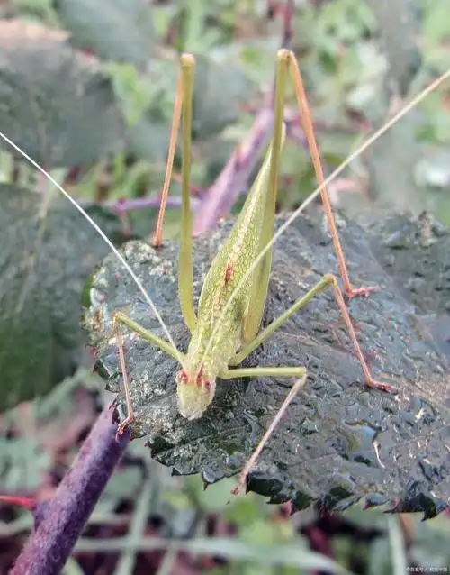 蚂蚱飞起来为什么会咯咯作响