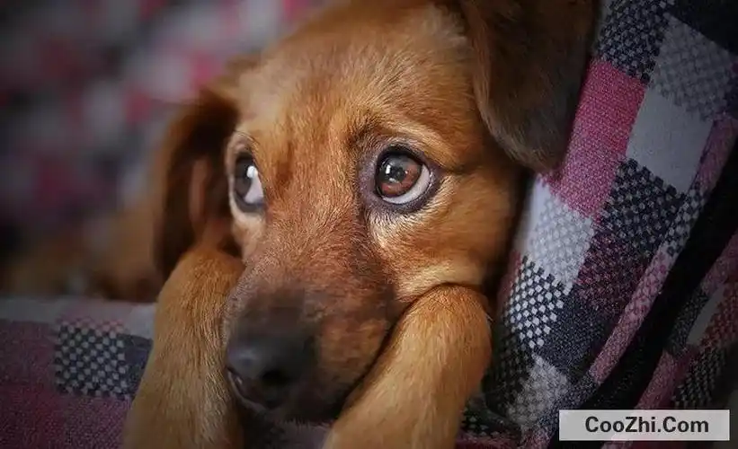 狗狗眼中的世界其实跟人类是不一样的,因为人类有三种颜色,分别为红色
