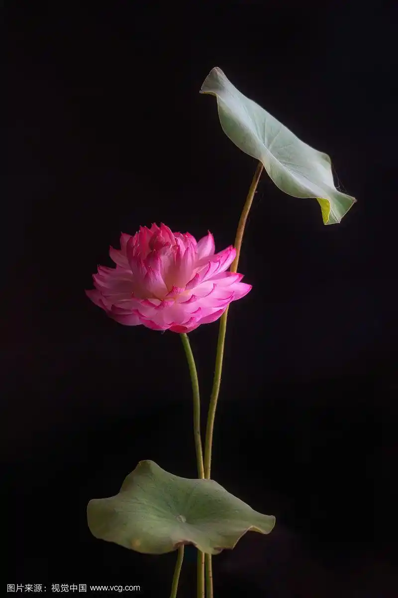 碗莲荷花黑色背景