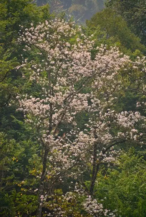 春花坝～开启踏青之行