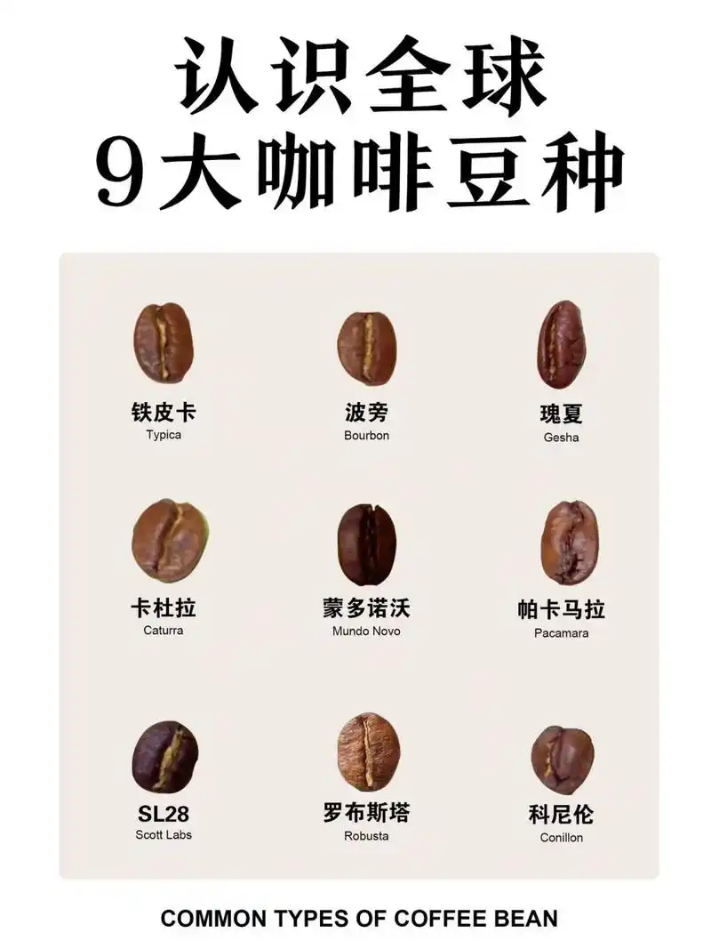 咖啡小白必须知道的9大咖啡豆品种6015收藏 今天来带大家认识9种