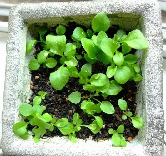 这是种在办公室角落里花盆里的小油菜,刚刚发芽的,密了点,呵呵,等它们