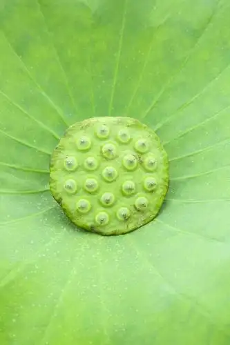 荷叶上的莲蓬 莲子