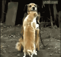 正在阅读:搞笑动物动态图_可爱搞笑的动物动态图