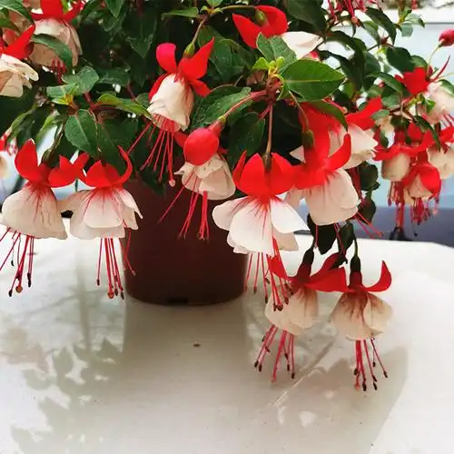 宝莲灯花盆栽吊钟海棠花倒挂金钟灯笼花苗带花苞阳台花卉四季宝莲灯红