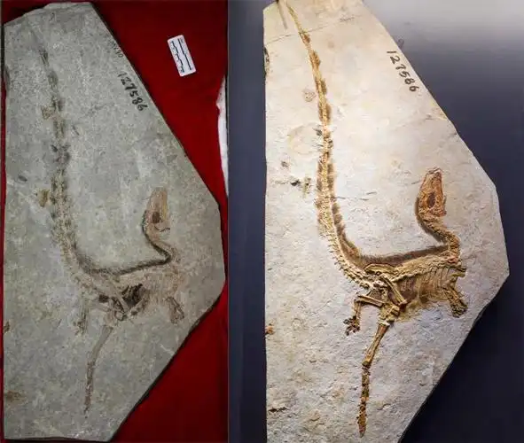 走近原始中华龙鸟化石,如果不看标识牌,很难把它跟头脑里霸气的恐龙