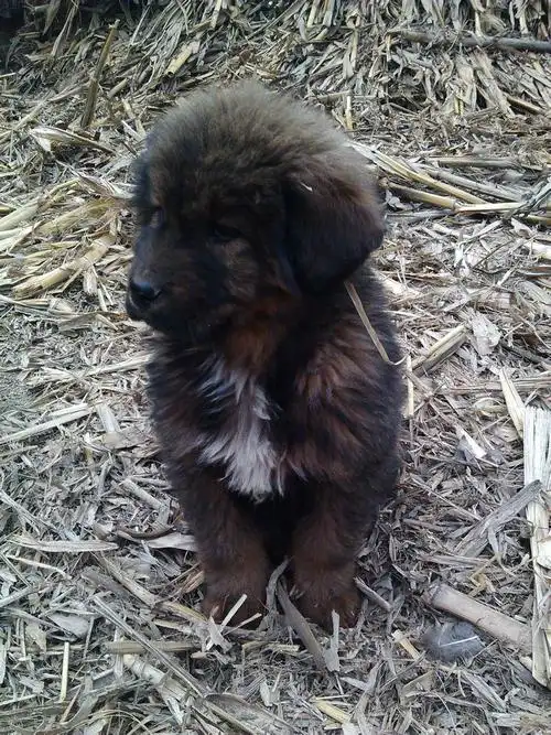 狗狗的爸爸是红毛藏獒,妈妈是铁包金,它会串成啥呢