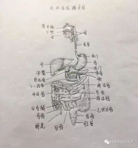 医学人体解剖手绘科学与艺术的交织