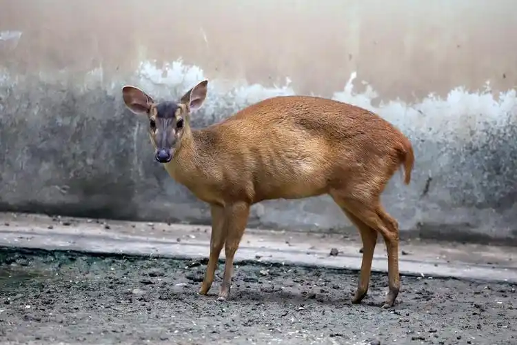 p>小麂(学名: i>muntiacus reevesi /i>)是一种小型的鹿科动物,栖息