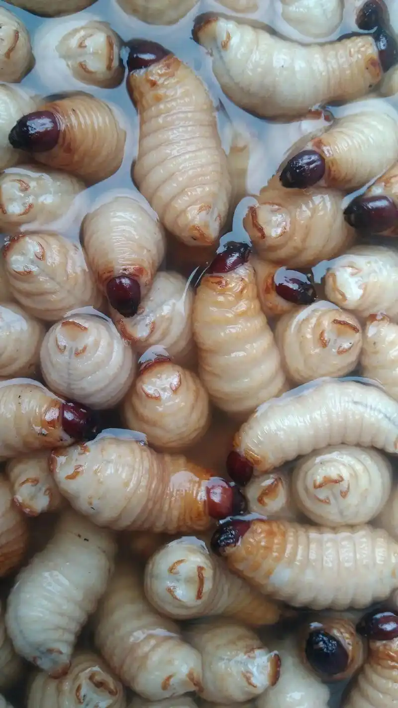 感谢朋友们的支持,今天逮蛆蛆又来发几张图片 - 抖音