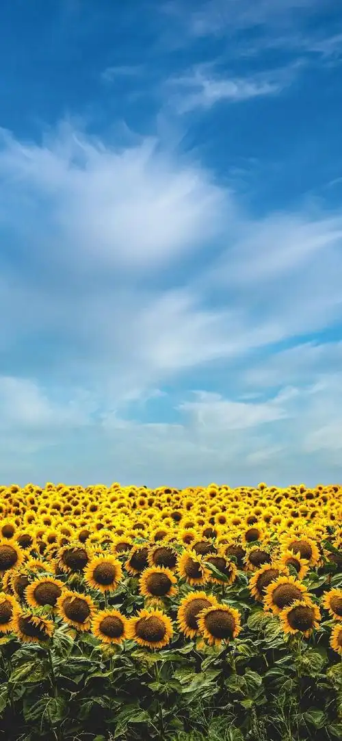 690_1493竖版 竖屏