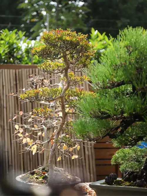 窥视一棵皋月杜鹃