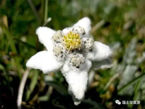 雪一般的瑞士国花